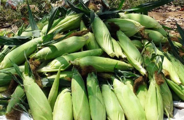Сбор урожая кукурузы