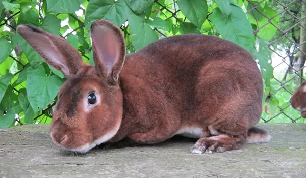 Кто такие кролики Рекс: красивые животные, производители мяса или просто домашние любимцы?