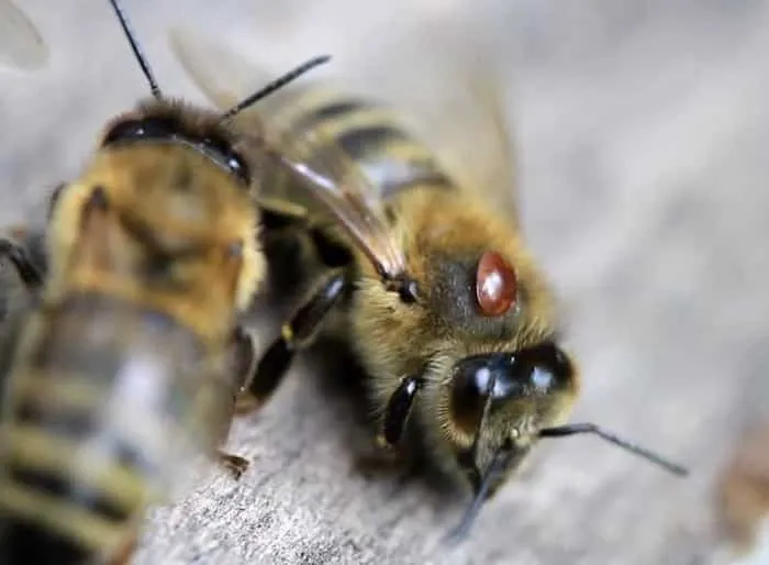 Нападение медоносной пчелы