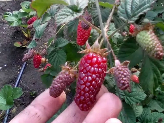 Крупная ягода с ягодой тайберри.