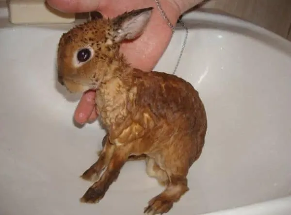 Кроликов не нужно регулярно мыть