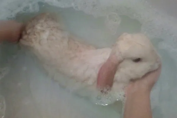Полное купание у кроликов