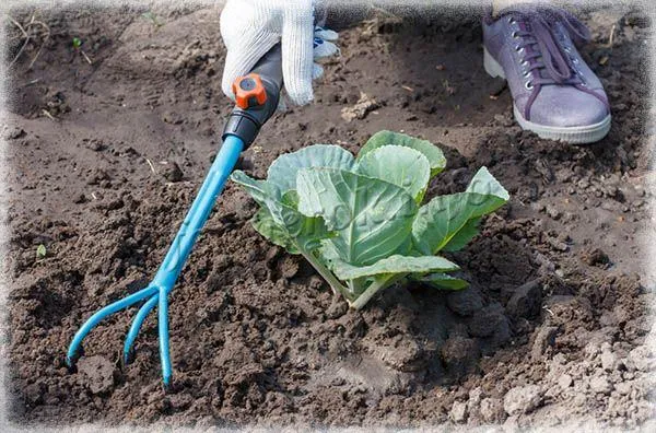 Важно регулярно рыхлить почву под капустой, чтобы предотвратить ее накопление.