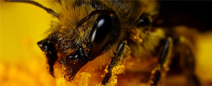 Сколько глаз у медоносной пчелы?