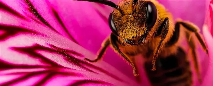 Сколько ног у медоносной пчелы?