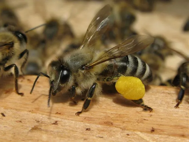 Части медоносной пчелы: строение и функции ножки медоносной пчелы + фото