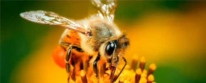 Сколько всего пчел?