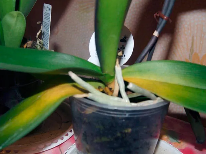 Листовой помет орхидей - причина устранена