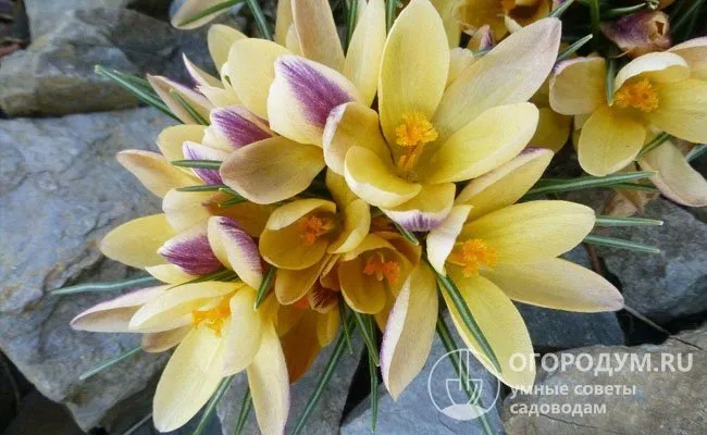 Соединение золотистоцветкового желтоцвета, двухцветкового (различные природные формы) желтоцвета и его гибридов хорошо приспособлено к различным условиям.
