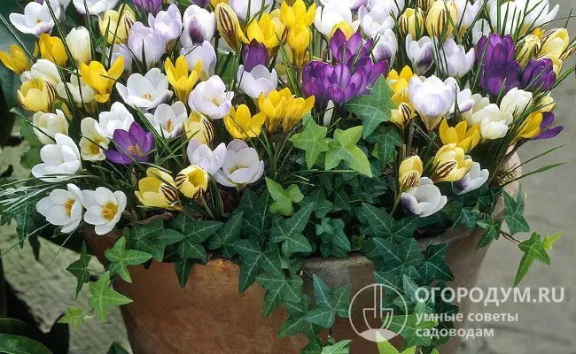 Огромные вазы с цветущими луковицами - прекрасное украшение для тропинок и дворов.