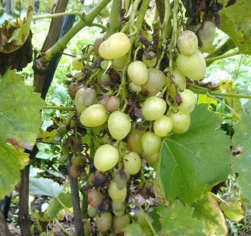 Увядание и мумификация винограда