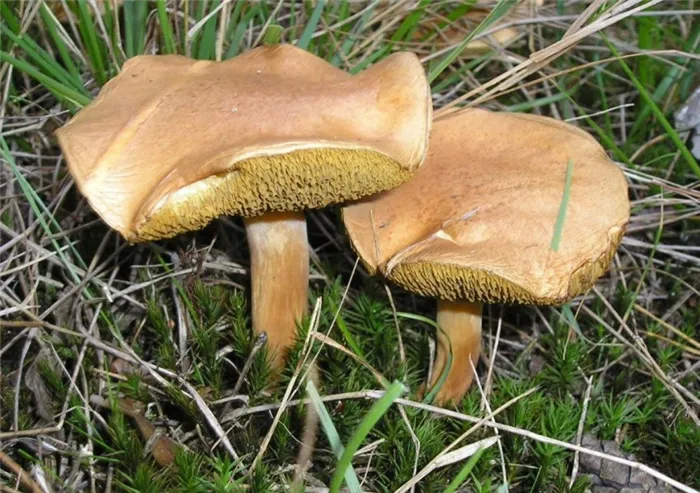 Сетчатые грибы