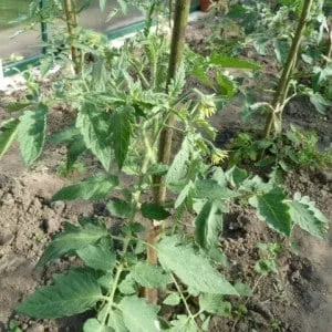 Почему томаты увядают в теплице: что нужно сделать, чтобы спасти урожай?