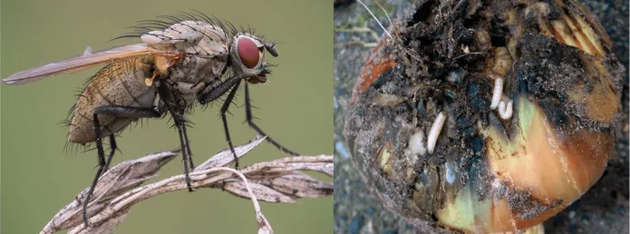 Луковая муха и ее личинки