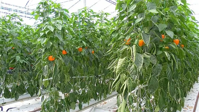 Что сажать болгарские перцы в теплице: правила добрососедства для хорошего урожая