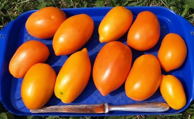 Плоды чухломских томатов