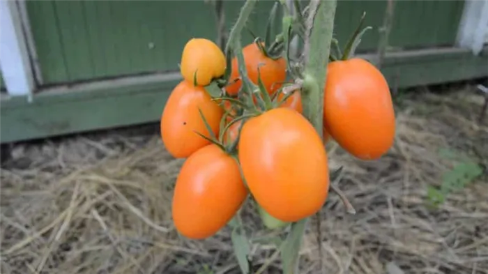 Высокорослые томаты и обильные урожаи