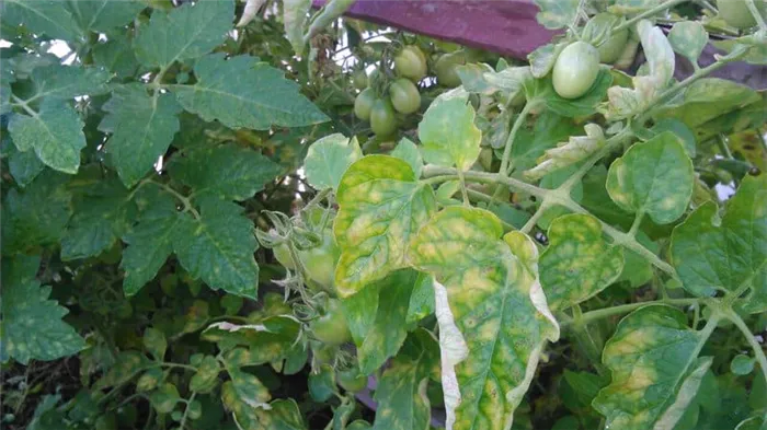 Что делать, если на листьях томатов в теплице появились белые пятна