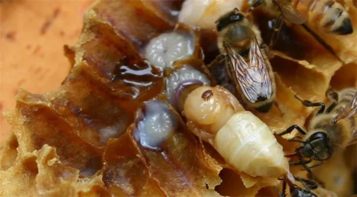 Варроа адани и личинки пчел