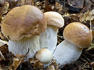 Белые грибы.