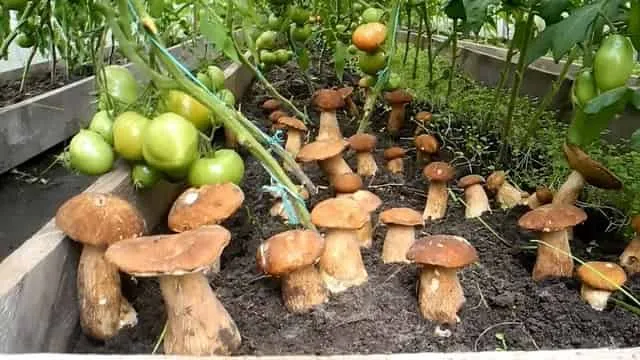 Как вырастить белые грибы в открытом грунте с помощью дрожжей