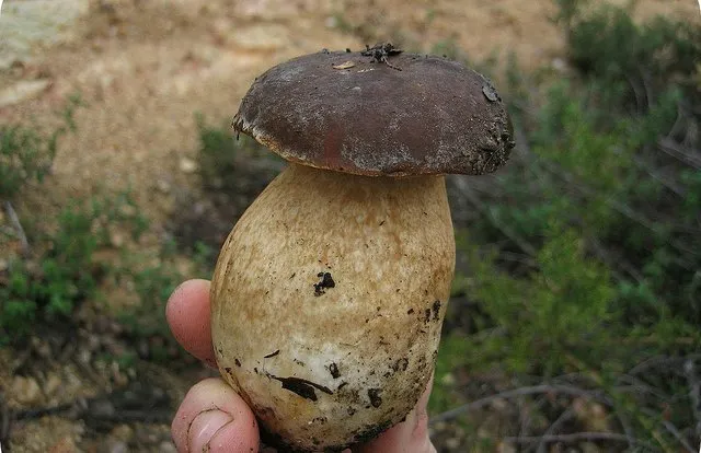 Белые грибы в руке