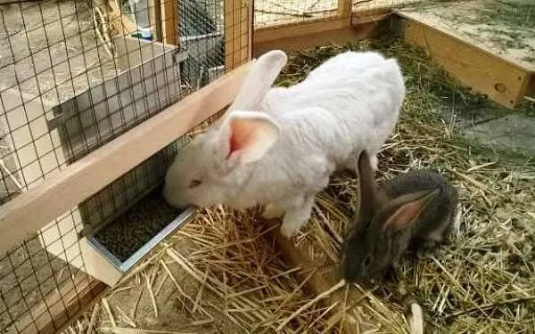 Кролики едят зерно.