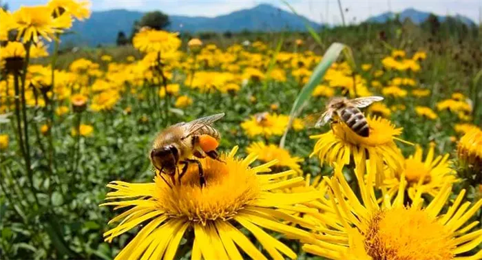 Поддержание и воспроизводство медоносных пчел
