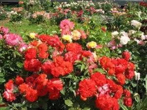 Посадка розы флорибунда: посадка и уход