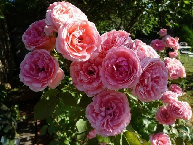 Существуют разновидности Rosa floribunda