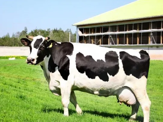 Голландские коровы
