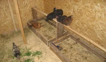 Лестницы для молодых птенцов, derevnyaonline.com