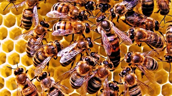 Семья медоносных пчел