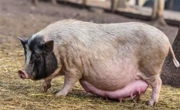 Сколько длится беременность у свиней?