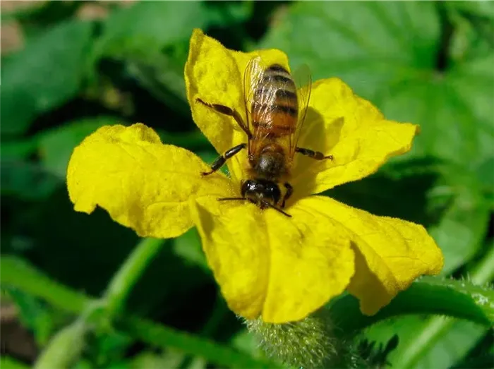 Пчелы на цветке огурца