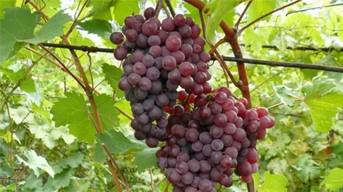 Что такое технический виноград?