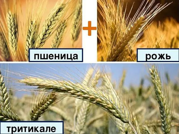 Тритикале - это гибрид пшеницы на той же основе.