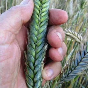 Тритикале имеет крупное, плотное зерно.