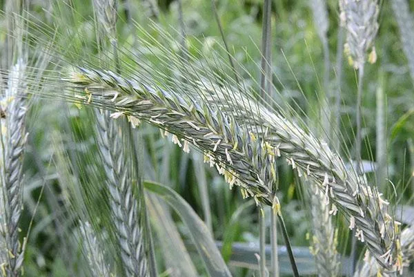 Триклевый колос - гибрид пшеницы с аналогичным гибридом