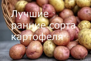 Назначение картофеля