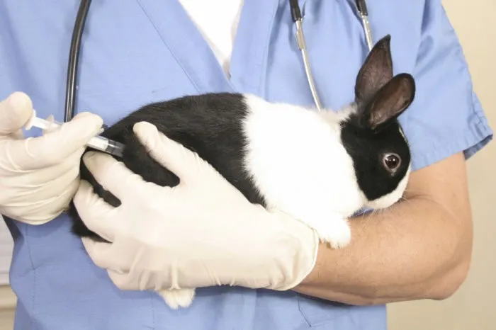 Полная вакцинация кроликов