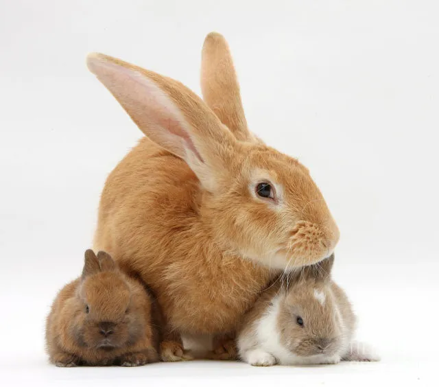 Детеныши кроликов и зайцев
