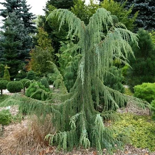Juniperus horstmannii
