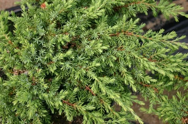 Juniperus communis horstmann