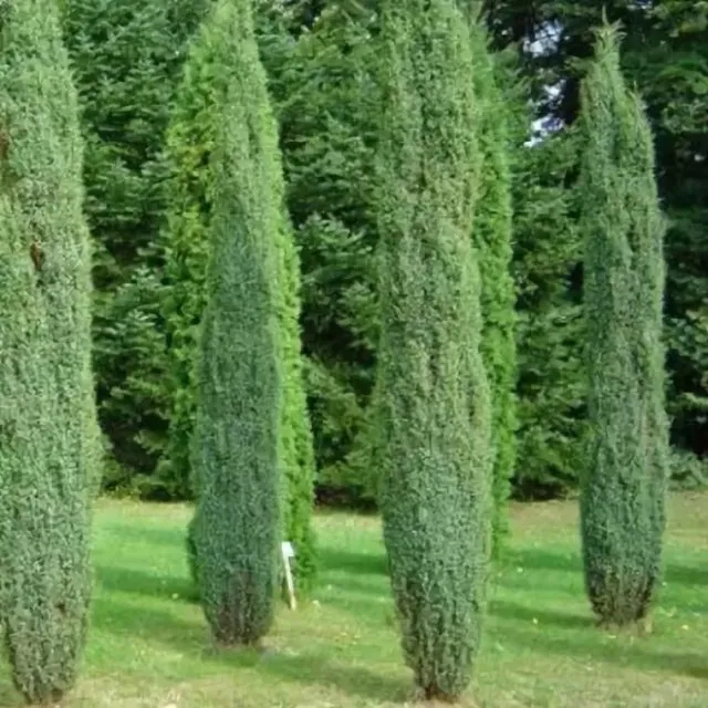 Juniperus arnoldii