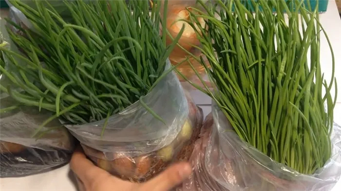 Выращивание лука-порея под водой