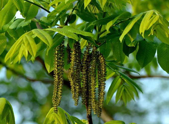 Маньчжурские цветущие орехи