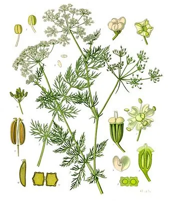 Carumcarvi-Köhler-sMedizinal-Pflanzen-172.jpg