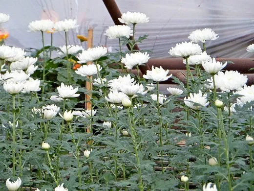 Зимнее хранение хризантем - белые цветы в теплице