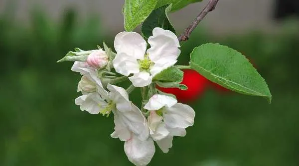 Ветка яблони с цветами